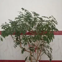 گل پنج انگشتی