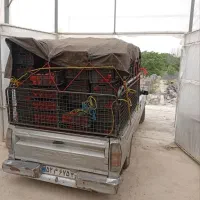 وانت بار مزدا-برگشتی