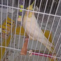 عروس هلندی نر|پرنده|آبیک, |دیوار