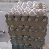 پخش مواد غذایی صادقی به قیمت کارخانه نجم اباد|خوردنی و آشامیدنی|نظرآباد, نجم آباد|دیوار