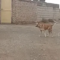 سگ 1 ساله نگهبان و گله گی