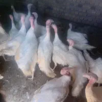 بوقلمون زنده
