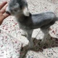 سلام کهره شیری نر خوب وسالم