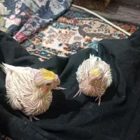 عروس هلندی سرلاکی لوتونیو