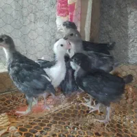 تخم مرغ نطفه دار گلین لری|حیوانات مزرعه|شهرضا, |دیوار