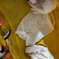 فروش دو عدد خرگوش