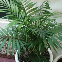 گلهای اپارتمانی سالم به قیمت