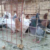 شانزده تا کفترشهرستانی.بدون بوم|پرنده|مشهد, امیریه|دیوار