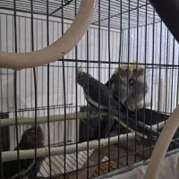 جوجه۲ماهه عروس هلندی