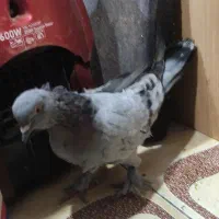 کفتر ترکیه ماده