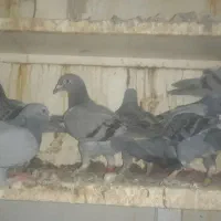 جوجه پلاکی هیچ پری|پرنده|باوی, |دیوار