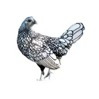 ۲ عدد مرغ سبرایت