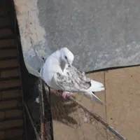کبوتر دوکت