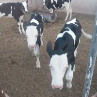 گوساله نر