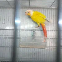 گرینچیک، عروس هلندی، کتوله