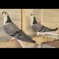 قابل توجه عشقبازان بدرنگ و دمگیر اصفهان
