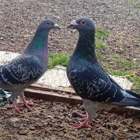 کبوتر دوبر و کلفه