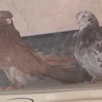 سرور نوک ریز