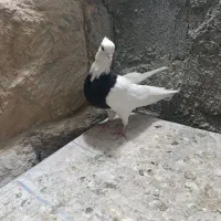 ماده|پرنده|سنندج, |دیوار