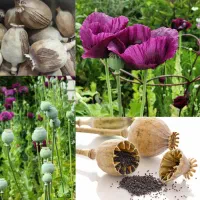 عسل خشخاش اردبیل|خوردنی و آشامیدنی|قم, بکایی|دیوار