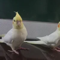 جوجه عروس هلندی ۲ ماهه