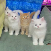 گربه بریتیش حضوری اهواز