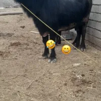 شوش شهر خیابان