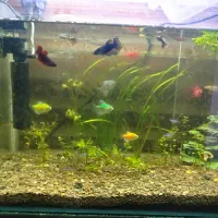 اکواریوم|ماهی|مشگین شهر, |دیوار