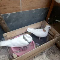 کبوتر طوقی