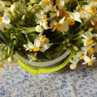 گل نرگس|گل و گیاه طبیعی|بیرجند, |دیوار