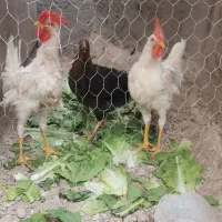 مرغ و خروس