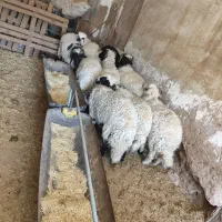 بره نر