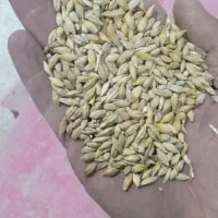 جو خارجی و جو دیم ایرانی