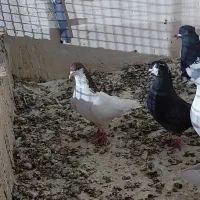 پرشی|پرنده|مشهد, طلاب|دیوار