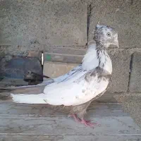 کبوتر .ماده دمبی درشت .فسا
