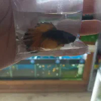 گوپی کوی توکسیدو و بلک هالف|ماهی|اهواز, نادری|دیوار