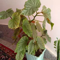 گل عروس