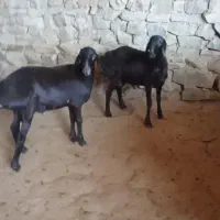 بره قوچی چینی