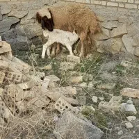 کرخه نزدیک الهایی