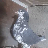 کلاغ زردوساده سیا نر|پرنده|کاشمر, |دیوار