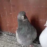 نوک قنار|پرنده|خزل, |دیوار