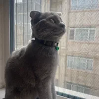 گردو ی خشکلمون اسکاتیش بلو ماده ۱ سالشه|گربه|اسلامشهر, شهرک مفیدی|دیوار