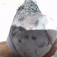 طوقی|پرنده|سنندج, |دیوار