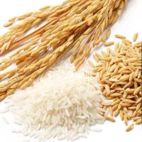 خرید انواع شالی و جو هاشمی