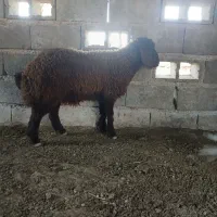 بره نره شال