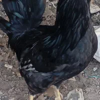 خروس گلین مشکلی|حیوانات مزرعه|الوند, |دیوار