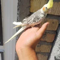 ۱ عروس هلندی ابلغ لوتینو دستی دستی سخنگو|پرنده|مرودشت, گندم‎|دیوار