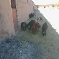 فروش بزغاله وبره|حیوانات مزرعه|تاکستان, |دیوار