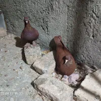 یک جفت سرخ با جوجه