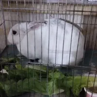 یک عدد خرگوش با هوش فوری